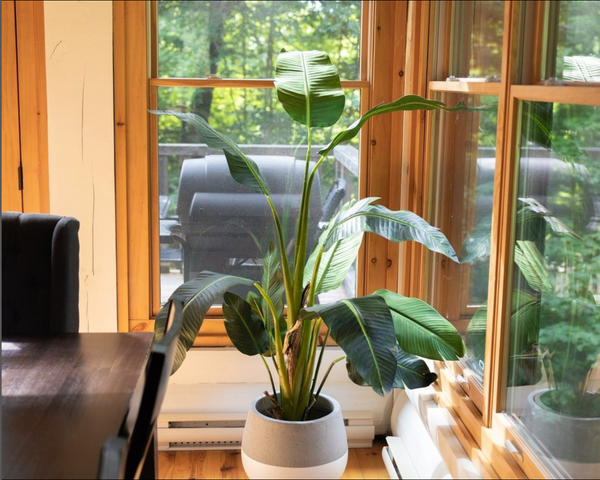 5 Things To Consider When Buying An Indoor Artificial Plant This Winter