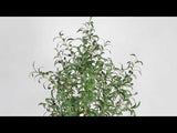 Oli Artificial Olive Tree Potted Plant (Multiple Sizes)