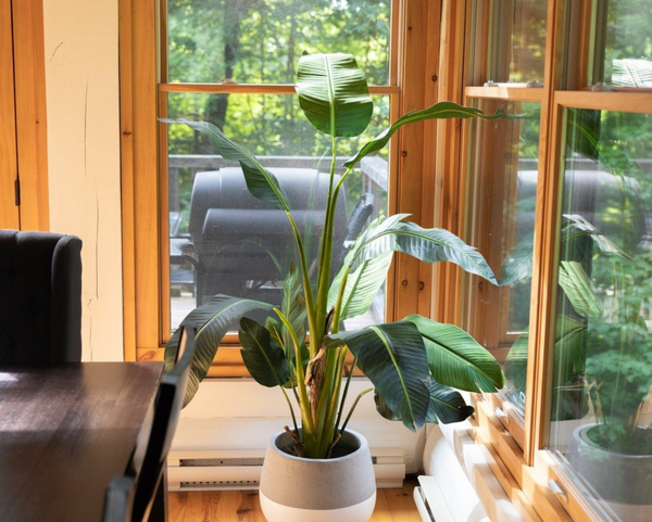 Where To Put Artificial Plants In A Living Room