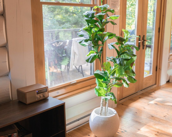 9 Occasions When To Buy A Fake Plant Over A Real Plant