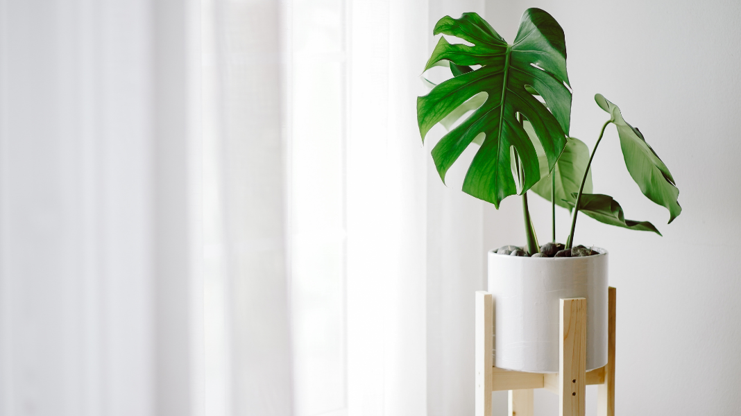How Do You Put An Artificial Plant In A Stand?