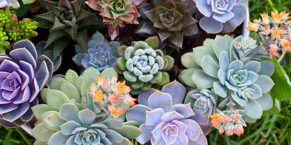 Benefits of Faux Succulents in Any Room of Your Property