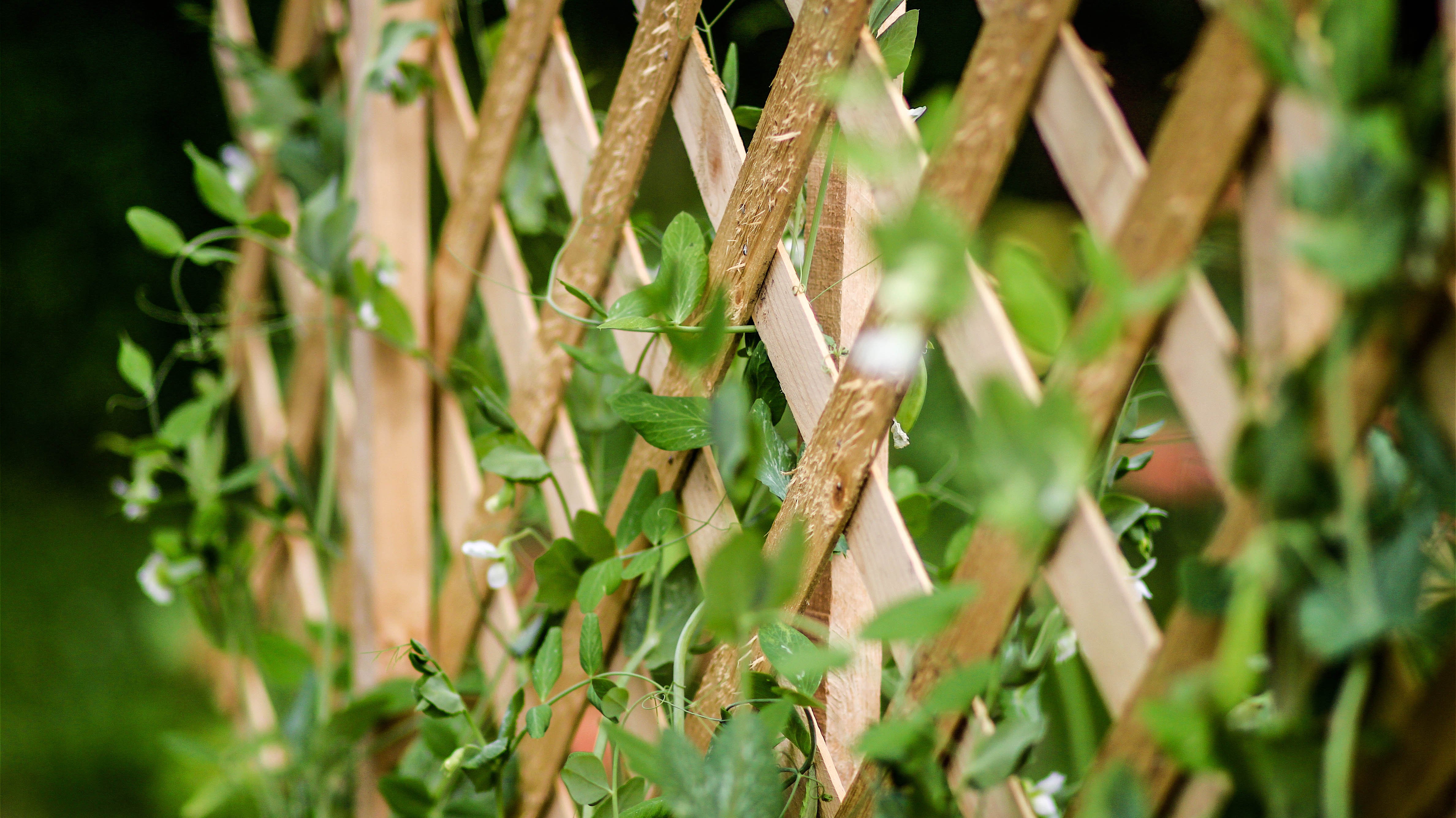 What Is An Artificial Plant Trellis?