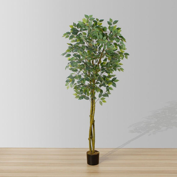 Benja Artificial Ficus Tree Potted Plant 6ft (183cm)