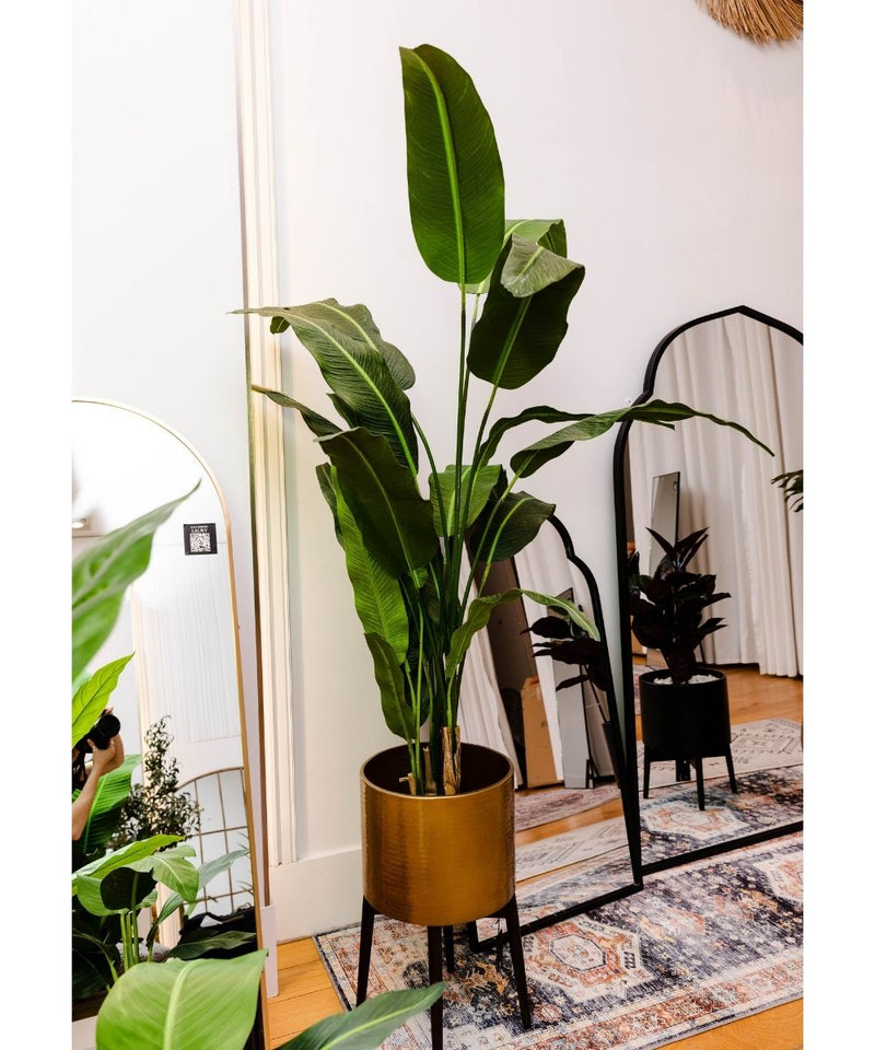Kola artificiale palma viaggiatore pianta in vaso 5,2 piedi (160 cm)