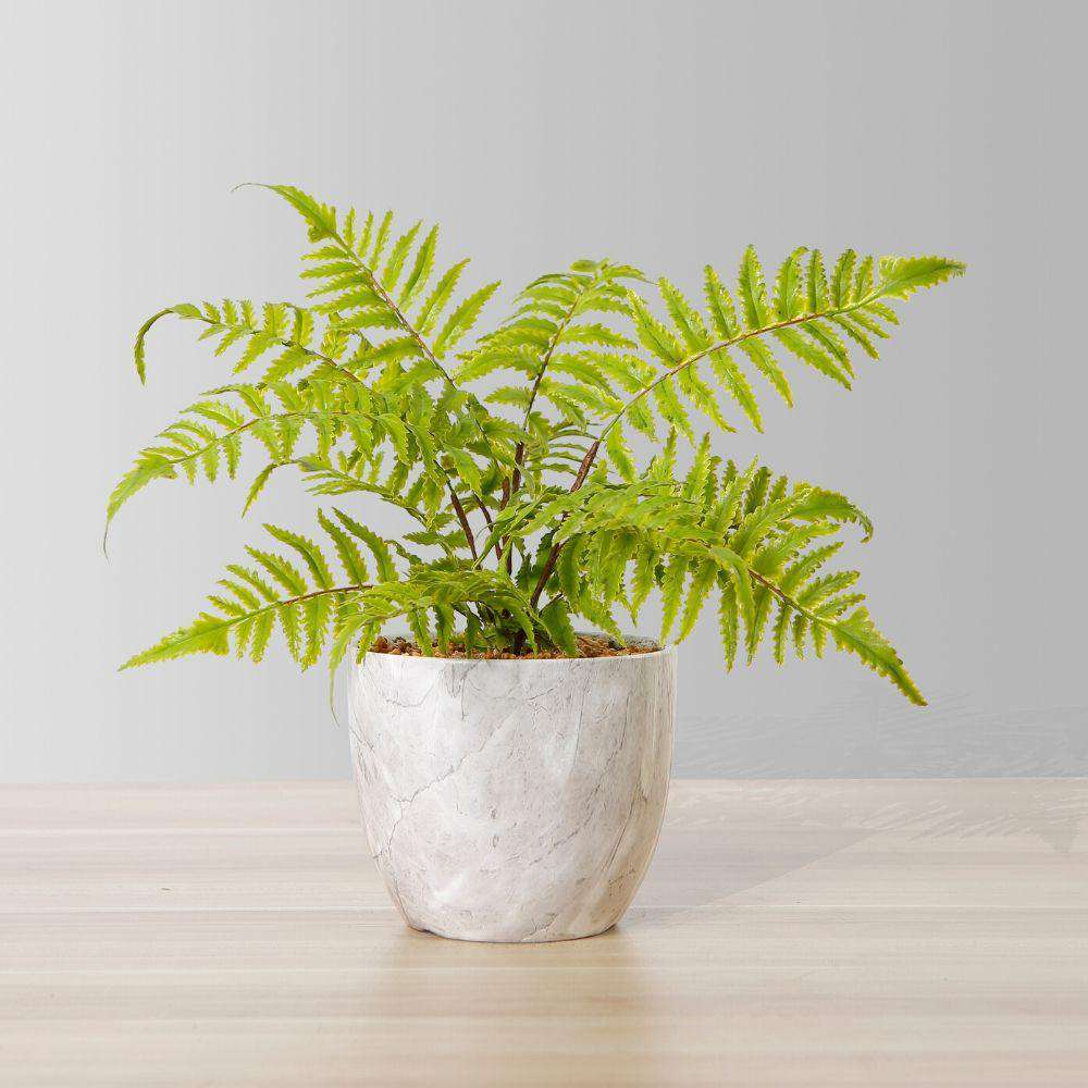 BERA POTTED FAUX FERN ArtiPlanto