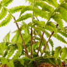 BERA POTTED FAUX FERN ArtiPlanto