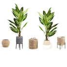 DIRA Artificial Evergreen Potted Plant (MULTIPLE SIZES) ArtiPlanto