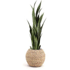 RAFA- Water Hyacinth Natural Round Floor Planter ArtiPlanto