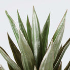 REMI Artificial Aloe Tree Potted Plant 3' ArtiPlanto