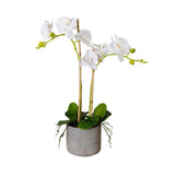 Tampico Faux Potted Orchid Floral Arrangement 24 Inches ArtiPlanto