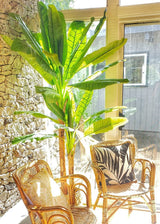Planta en maceta de árbol de plátano artificial Anna 5.5 pies (170 cm)