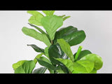 Pianta in vaso con foglie di violino artificiale Fafa (misure multiple)